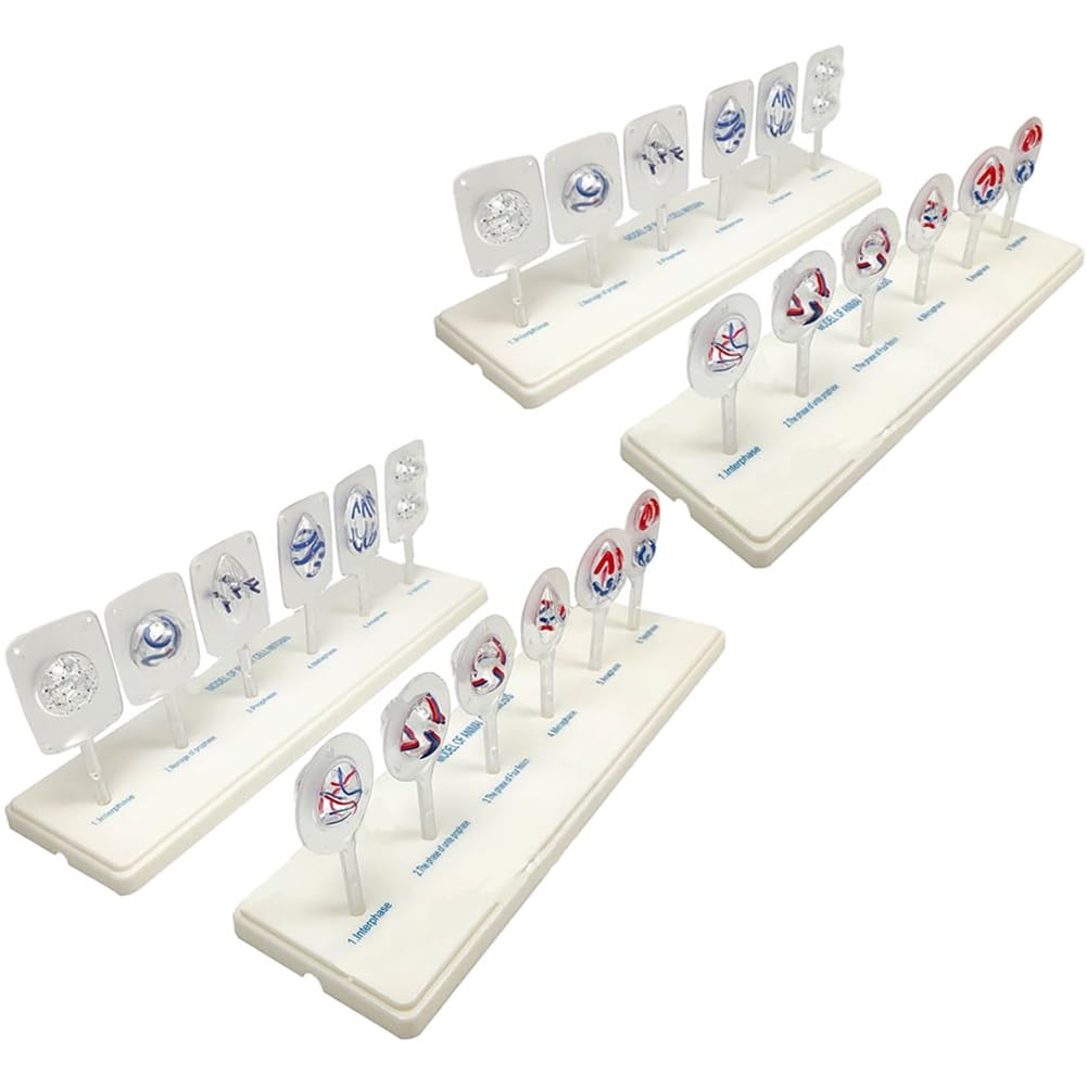 Set di modelli di meiosi per mitosi delle cellule animali e vegetali per insegnamento di biologia, fornitura di laboratorio educativo per dimostrazione di anatomia, attrezzatura per l'apprendimento