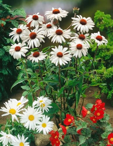 Echinacea purpurea 'White Swan' 9x9 cm Topf – Winterhart, Mehrjährig, Pflegeleicht – Weißer Sonnenhut – Staude für Beet & Rabatte