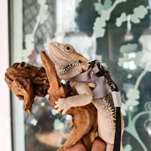 Image of 3 Pack Bearded Dragon Harness and Leash Set- Adjustable Soft Leather Reptile Harness with Retractable Leash for Small Animal Escape-Proof Design for Lizard Squirrel Sugar Glider (Grey)