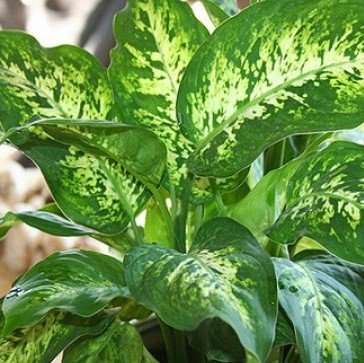 Plantsworld Dieffenbachia Long Live Plant (B0755X3GPN) Amazon Price History, Amazon Price Tracker