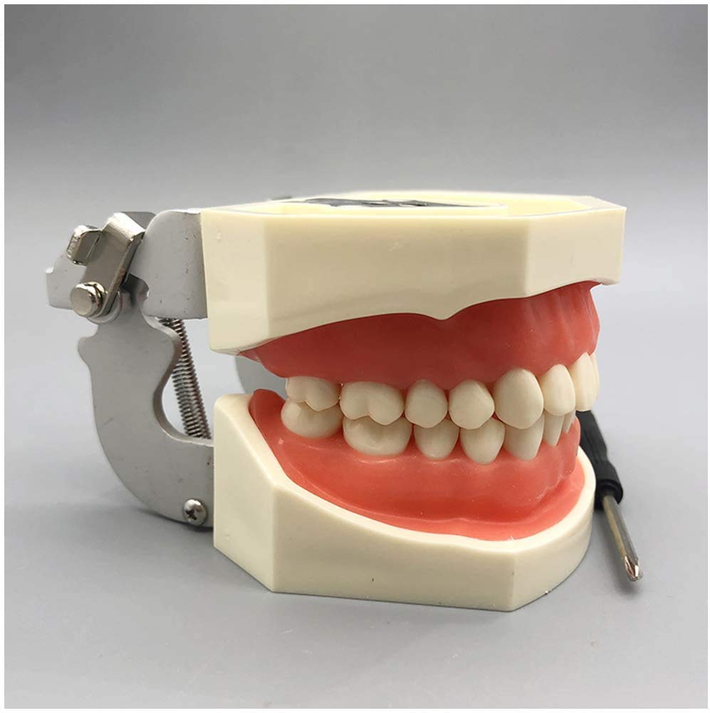 Typodont Dentaire Modèle M6004 - Pour Pratique Restauration Couronne/pont/poteau - Neuf