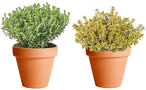 DECOALIVE Tomillo Común y Tomillo Limón con Maceta de Cerámica Plantas Aromáticas de Interior y Exterior