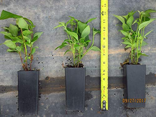 Cornus Sericea_Dogwood (3-5" Pots, Osier- Red Twig) #TOP2