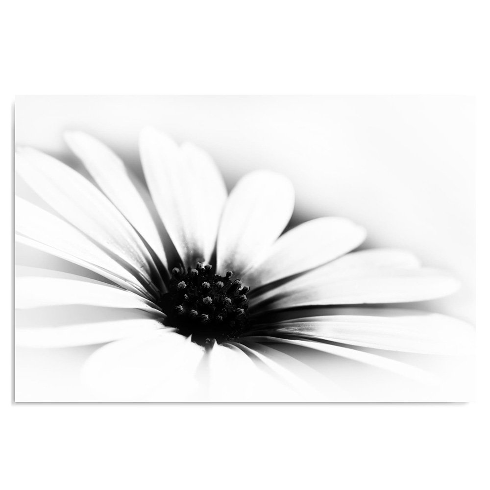 Feeby. Cuadro en Lienzo - 1 Parte - 50x70 cm, Imagen impresión Pintura decoración Cuadros de una Pieza, Margarita, Flor, Naturaleza, Blanco Y Negro