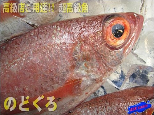 幻の超高級魚「のどぐろ」中7匹で1s(活冷凍)