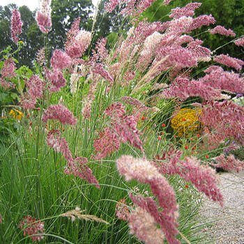 Outsidepride Perennial Ruby Ornamental Grass For Warmer Climates - 50 Seeds #TOP3