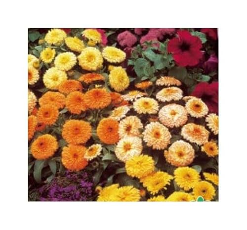 Pcs - 25x Souci Fiesta Gitana Mixte Calendula Jardin Plantes - Graines KS158 - Seeds & Plants Shop by Ipsa