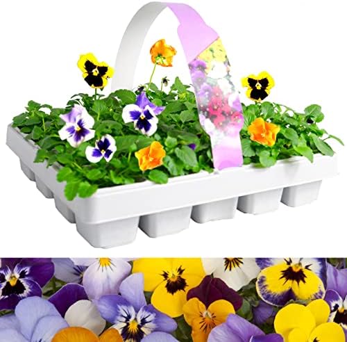 Pansy 'Matrix' Mix 20 Pack - Large Plants in A Mix of Colours - Great Value Pansys Plants - Explosive Colours of Pansys  Colourful Flowers  20 Plants Tray