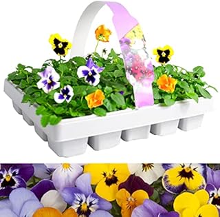 Pansy 'Matrix' Mix 20 Pack - Large Plants in A Mix of Colours - Great Value Pansys Plants - Explosive Colours of Pansys  Colourful Flowers  20 Plants Tray