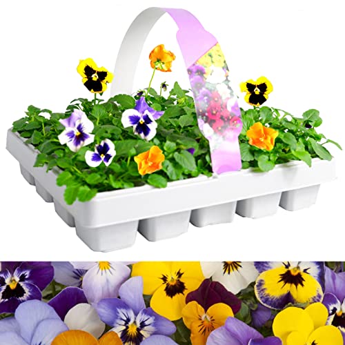 20 Pack Pansies Matrix Mix - Bedding Plants - Outdoor Garden Flowers Ready to Plant - Flowering Plants in Vibrant Colours - Hanging Basket Flowers - Large Tray of Pansy Plants