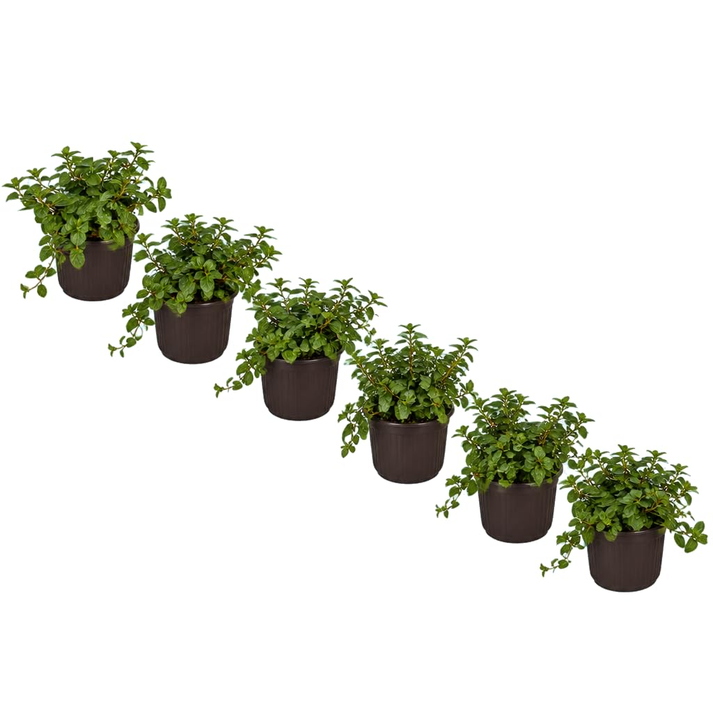 Menta Inglesa Mentha Piperita | Set de 6 Plantas | 25-30 cm de Altura | para Infusiones y Bebidas | DECOALIVE