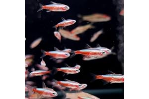Albino Cardinal Tetra (Pack of 8 Fish) | Dazzle Your Aquarium with Radiant Red Accents