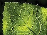 The Leaf as a Biochemical Factory