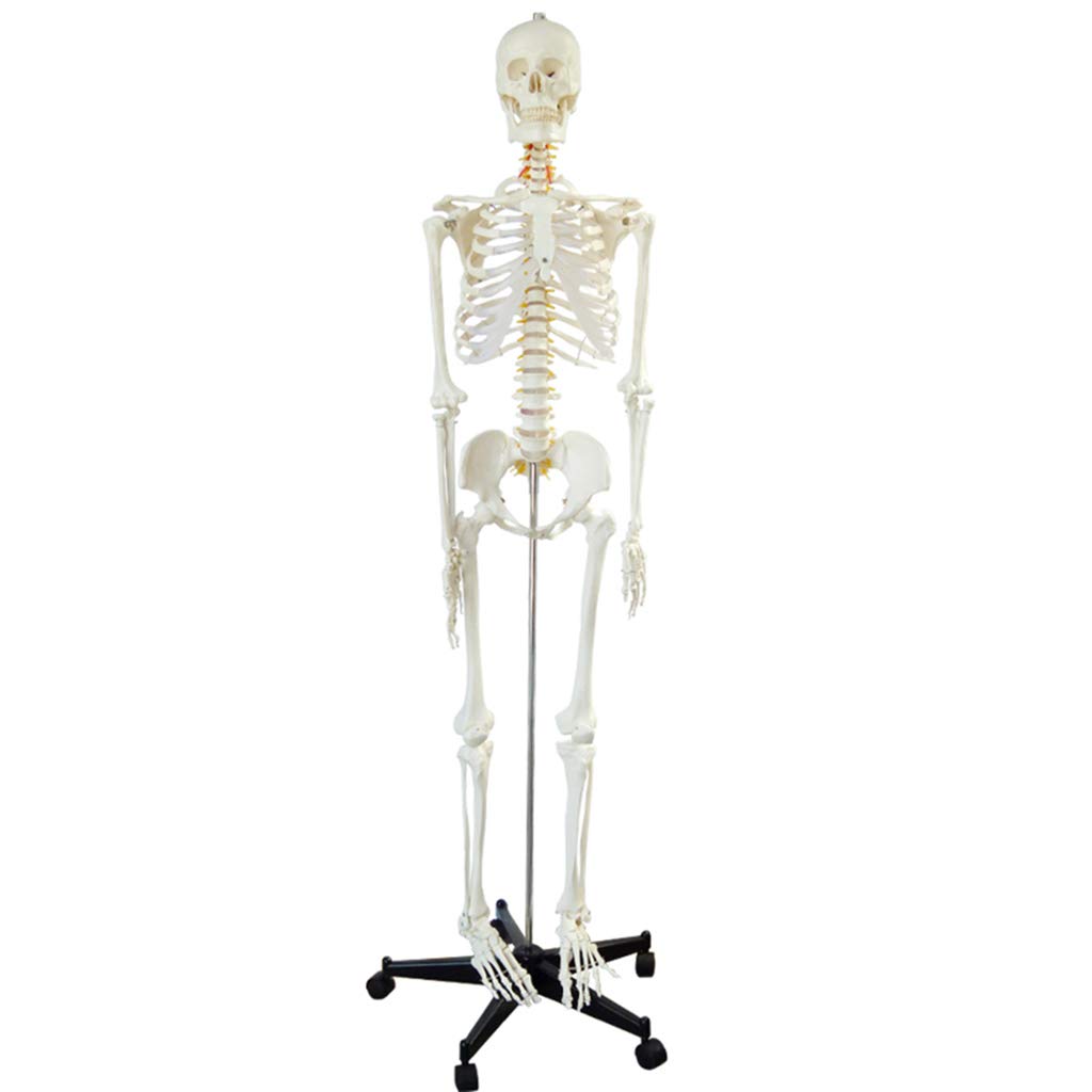 Buy LUCKFY Human Skeleton Model Anatomy Bundle 180CM Life Size Skeletal 