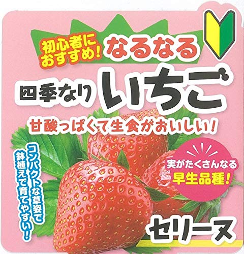 Amazon.co.jp: イチゴ 苗 四季成り 【 セリーヌ 】12cmポット なる