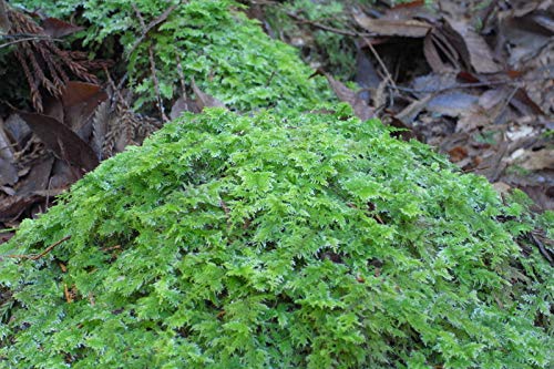 Amazon|シノブゴケ(忍苔)【天然無農薬】1セット|観葉植物 Amazon|シノブゴケ(忍苔)【天然無農薬】1セット|観葉植物