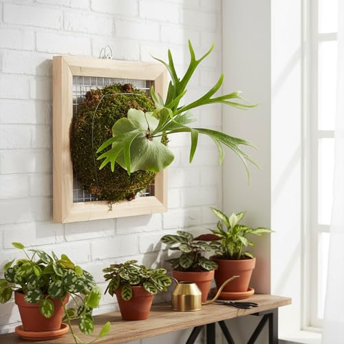 Dranvosk Staghorn Fern Mounting Frame Kit Wooden Wall Planter Vertical Gardens Hanging Plant Holder for Platycerium, Orchids and Succulents(Wood)