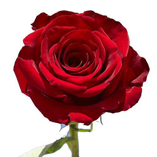 50 Red Roses- Next Day Delivery By Tuesday April 4Th- Fresh Flowers- Bright Color Blooms #TOP1