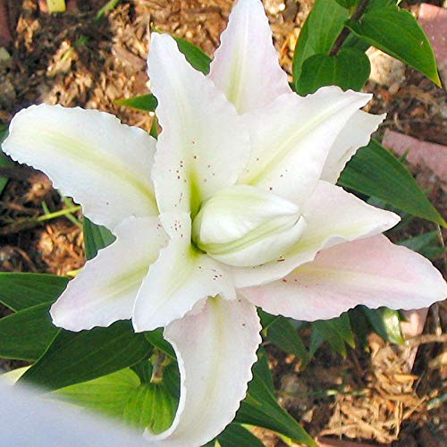 Soft Music Double Oriental Lily