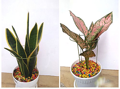 rescozy (Pack of 6) Small Garden Plant Support Rings, 7.9\" Wide x 11\" High, 3 Legs - Thumbnail 6