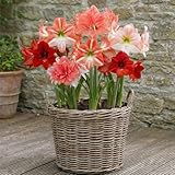 Amaryllis Zwiebel Surprise Kollektion...