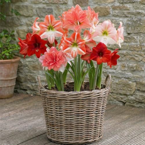 Amaryllis Zwiebel Surprise Kollektion - 10 Blumenzwiebeln in Großformat 26/30 - Exklusive Zwiebeln - Echte Pflanzen aus Holland - Hippeastrum (keine Samen, Wachs und nicht künstlich)