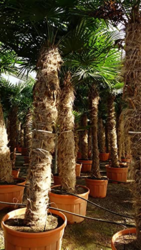 Winterharte Palmen – Hanfpalme Trachycarpus fortunei 130-150 cm