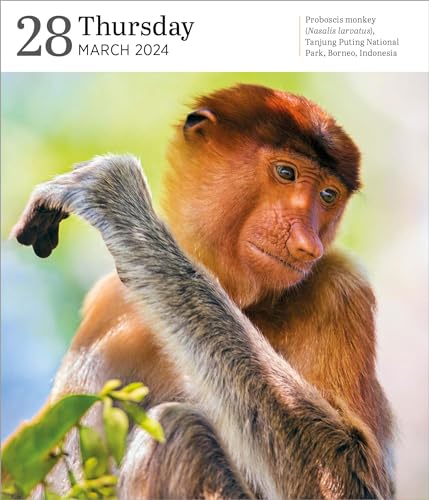 Audubon Nature Page-A-Day Gallery Calendar 2024: The Power and Spectacle of Nature Captured in Vivid