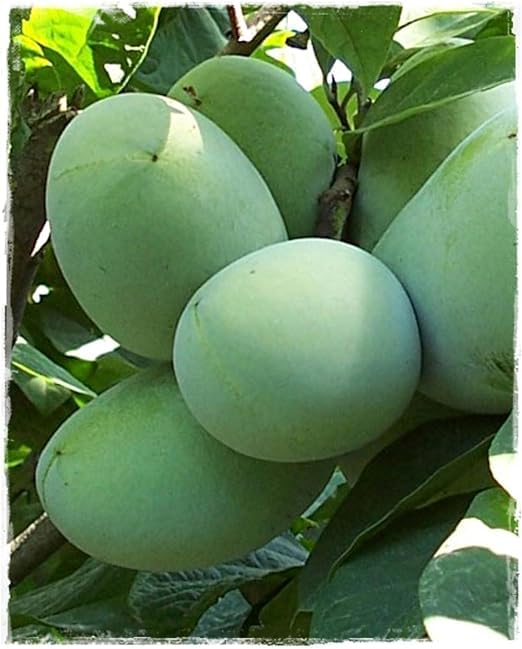 Pianta di ASIMINA TRILOBA – Banano di Montagna ‘SUNFLOWERS’ in vaso - h. 60/70 cm