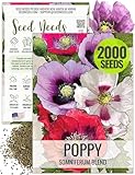 Seed Needs Mixed Somniferum Poppy Seeds for Planting - Heirloom & Open Pollinated Annual Flowers - Colorful Masses of Wildflowers, Perfect for a Butterfly Garden (1 Pack)
