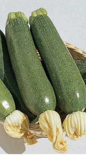 Just Seed - Vegetable - Courgette - Defender F1-8 Seeds