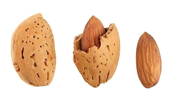 Almonds,#34;Fresh off the tree In shell Raw, Perfectly Natural, Quality, Ideal snack for Adults and Kids, packaged in a 1.5 lbs. (24 oz.) resealable pouch bag for freshness by Presto Sales LLC