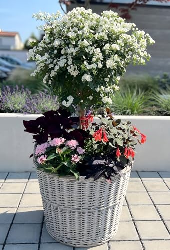 Dekoleidenschaft Rattan Pflanzkorb Rustikal rund, groß, grau, Outdoor Blumentopf, Pflanzkübel, Pflanztopf für Draußen, Blumenkübel, Blumenkasten, Pflanzkasten (Ø 60x45 cm)