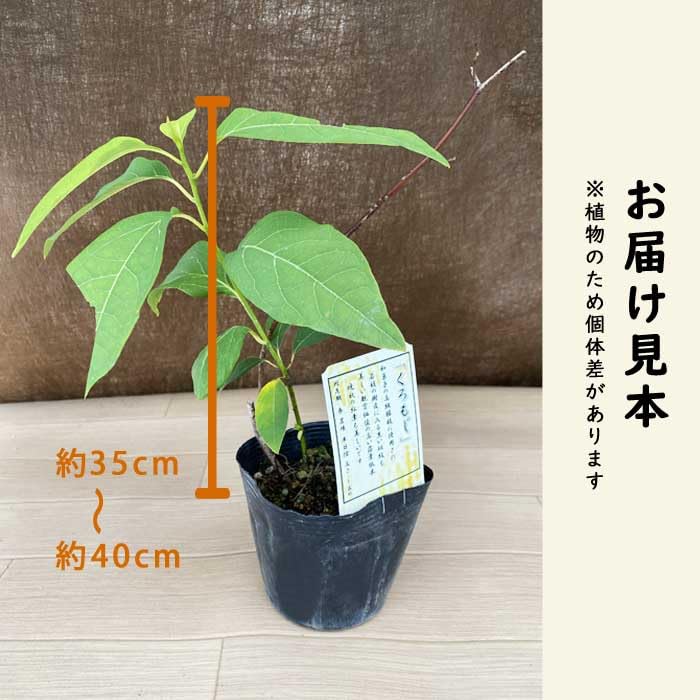 Amazon.co.jp: クロモジ (黒文字) 10.5cmポット 高級爪楊枝 落葉