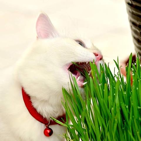 Suttons - Cat Grass Seeds. Contains 700 Seeds Cover