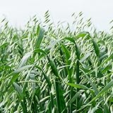 Semillas de avena, semillas de cereales, semillas de hortalizas de invierno 500 unidades
