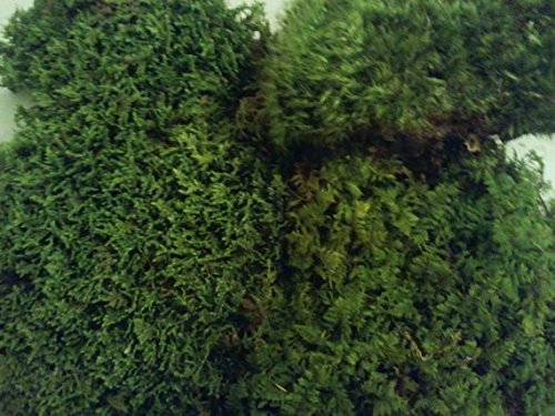 Live Moss Variety Sampler - Fern Moss, Sheet Moss, Frog Moss