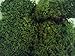 Live Moss Variety Sampler - Fern Moss, Sheet Moss, Frog Moss
