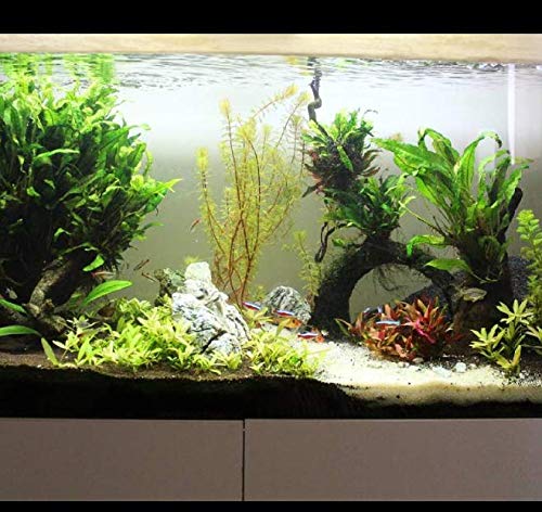 Mainam Java Fern Microsorum Pteropus Bundle Low Light Freshwater Easy Tropical Live Aquarium Plant Decorations 3 Days Guarantee #TOP4
