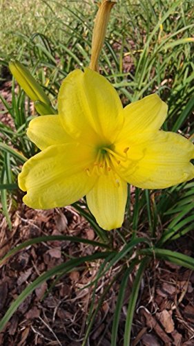 Hemerocallis amarillo (10 semillas) La cosecha de esta temporada fresca de mi jardín