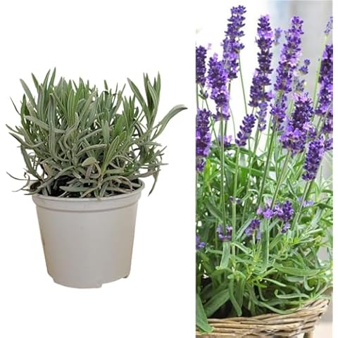Large Upright Lavender Plant in 14cm Pot Cover