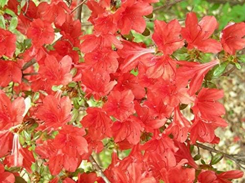 RED Cumberland Azalea Rhododendron Cumberlandense Bush Shrub Flower jocad (10 Seeds)