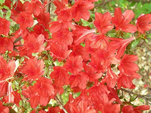 Red Cumberland Azalea Rhododendron Cumberlandense Bush Shrub Flower Jocad (10 Seeds) #TOP5