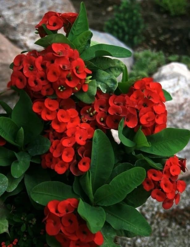 Miniatura 3 de Planta de corona de espinas de Euphorbia roja, planta viva suculenta perenne para interiores y exteriores, 4-7 pulgadas