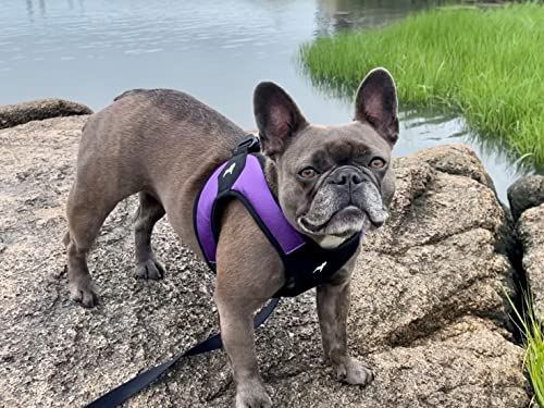 Image of Gooby - Escape Free Easy Fit Harness, Small Dog Step-In Harness for Dogs that Like to Escape Their Harness, Purple, X-Small | Patented escape-free frame; Contracts if they back out; Step-in easy on /off; Machine washable; Light POM leash ring