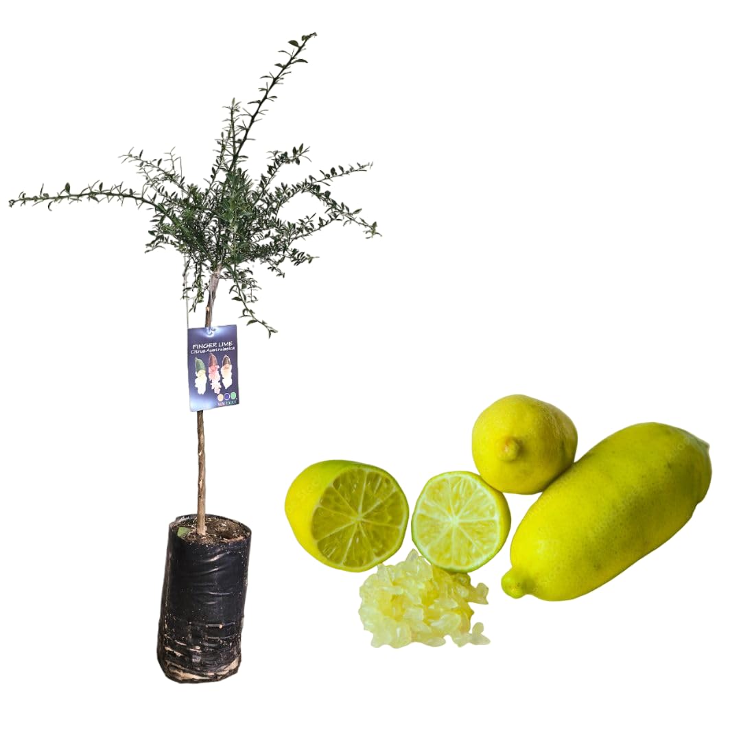 Pianta di Finger Lime/Caviale di limone - Frutto Giallo - Citrus Australasica - H100cm inclusa Fitocella