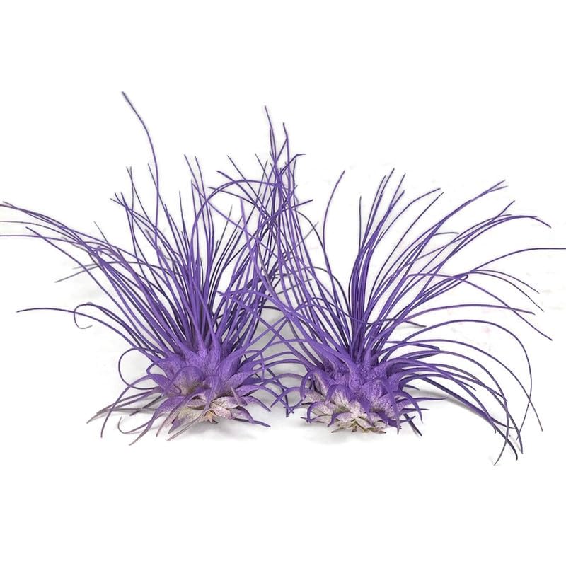 Image of Thin Air Plant, Guatemala Tillandsia Live Airplant, Healthy Arrival Guaranteed, Great Indoor Plant, Home Decor & Gift (2 Purple)