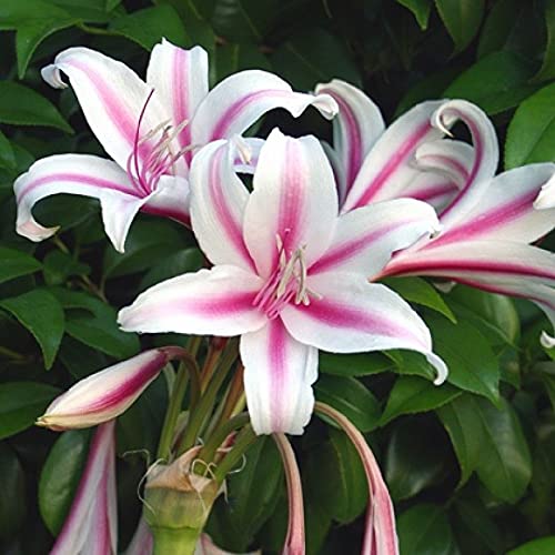 Asiatic lily flower bulbs white (Pack of 7)-image-46