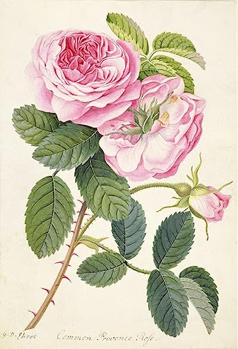 Toile Peinture Murale Rose de Provence Ehrlich Impression Fine Art Salon 60x90cm