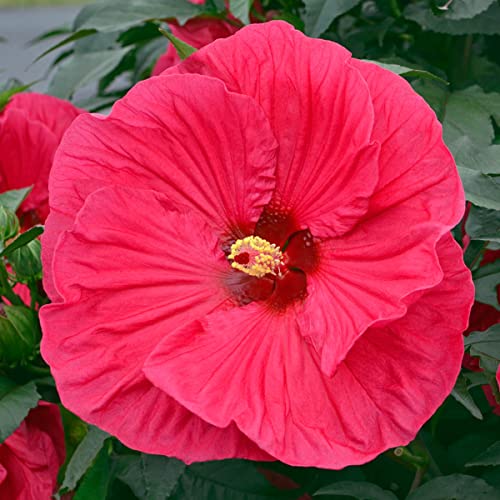 Red Flowering Luna Perennial Hibiscus